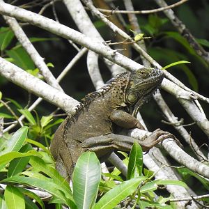 May 2022- Central American green iguana