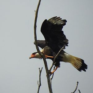 May 2022- Northern crested caracara