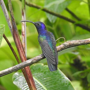 May 2022- Violet sabrewing