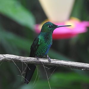 May 2022- Green-crowned brilliant