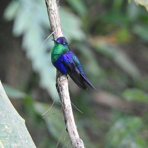 May 2022- Crowned woodnymph