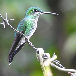 May 2022- Green-crowned brilliant