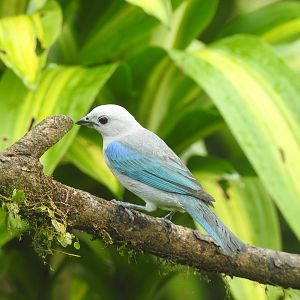 May 2022- Blue-grey tanager