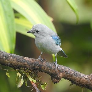 May 2022- Blue-grey tanager