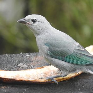 May 2022- Blue-grey tanager