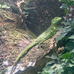 May 2022- Plumed basilisk