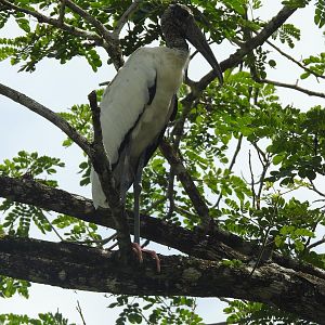May 2022- Wood stork