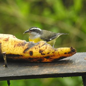 May 2022- Bananaquit