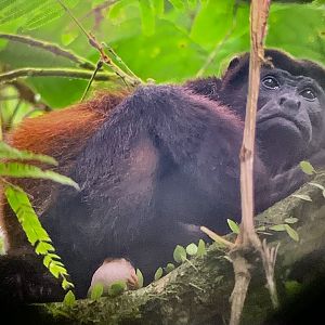 May 2022- Mantled howler monkey