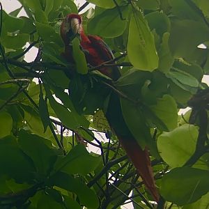 May 2022- Scarlet macaw