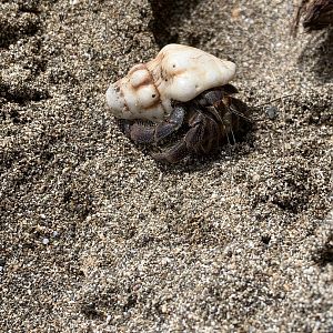 May 2022- Ecuadorian hermit crab