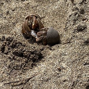 May 2022- Ecuadorian hermit crabs