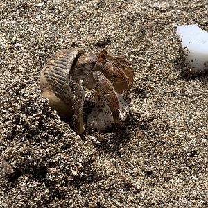 May 2022- Ecuadorian hermit crab