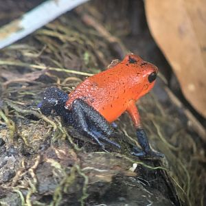 May 2022- Strawberry dart frog