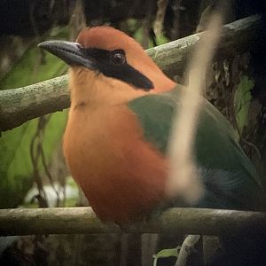 May 2022- Rufous motmot