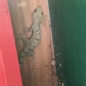 May 2022- Northern turniptail gecko
