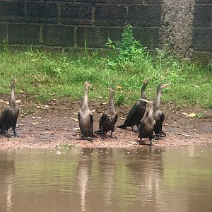 May 2022- Neotropic cormorants