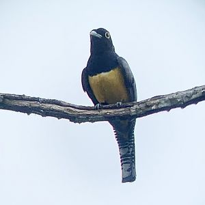 May 2022- Gartered trogon