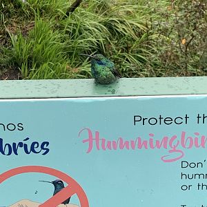 May 2022- Costa Rican lesser violetear