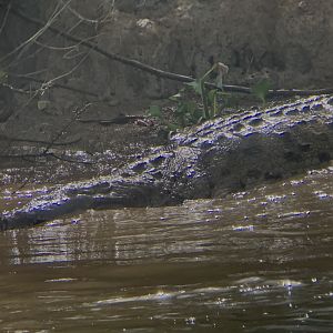 May 2022- American crocodile