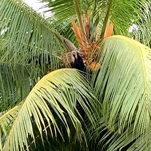 May 2022- Panamanian white-faced capuchins