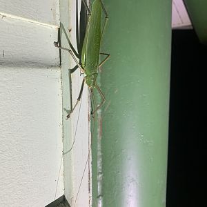 May 2022- Diyllus fasciatus