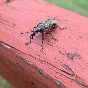 May 2022- Cholus sp.