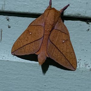 May 2022- Adeloneivaia jason