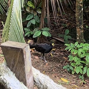 May 2022- Great curassow