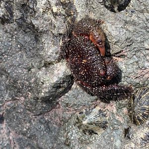 May 2022- Eriphides hispida