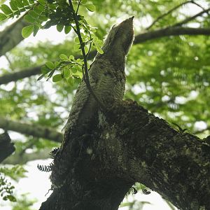 May 2022- Great potoo
