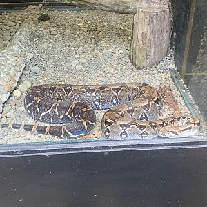 May 2022- Central American boa