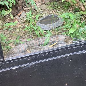 May 2022- Neotropical bird snake