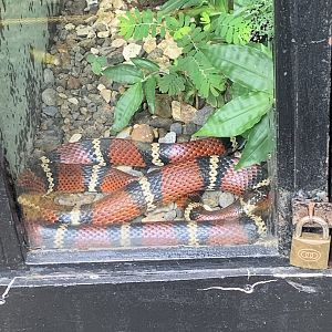 May 2022- Stuart’s milk snake
