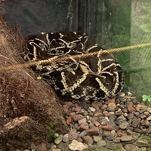 May 2022- Fer-de-lance