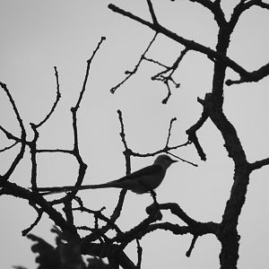 scissortailed flycatcher