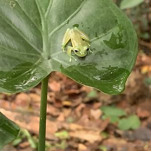 May 2022- Glass frog species ID (?)