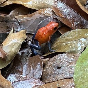 May 2022- Strawberry dart frog