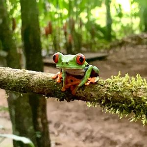 May 2022- Red-eyed tree frog