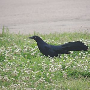 great tailed grackle