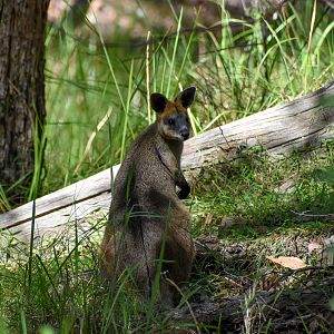 Swamp Wallaby