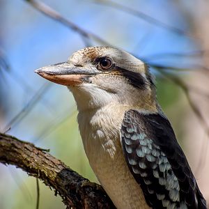 Laughing Kookaburra