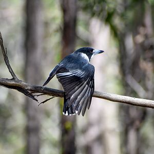 Grey Butcherbird