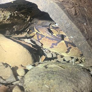 May 2022- Central American bushmaster