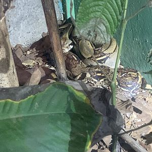 May 2022- Central American boa