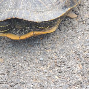 unknown Louisiana turtle