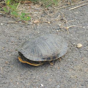 louisiana turtle