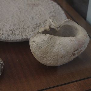 Whale eardrum (right, front), Kāpiti Coast Museum