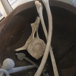 Whale bones & pot, Kāpiti Coast Museum