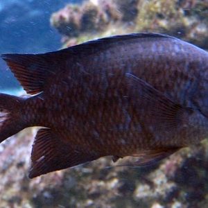 Spiny damselfish (Acanthochromis polyacanthus)